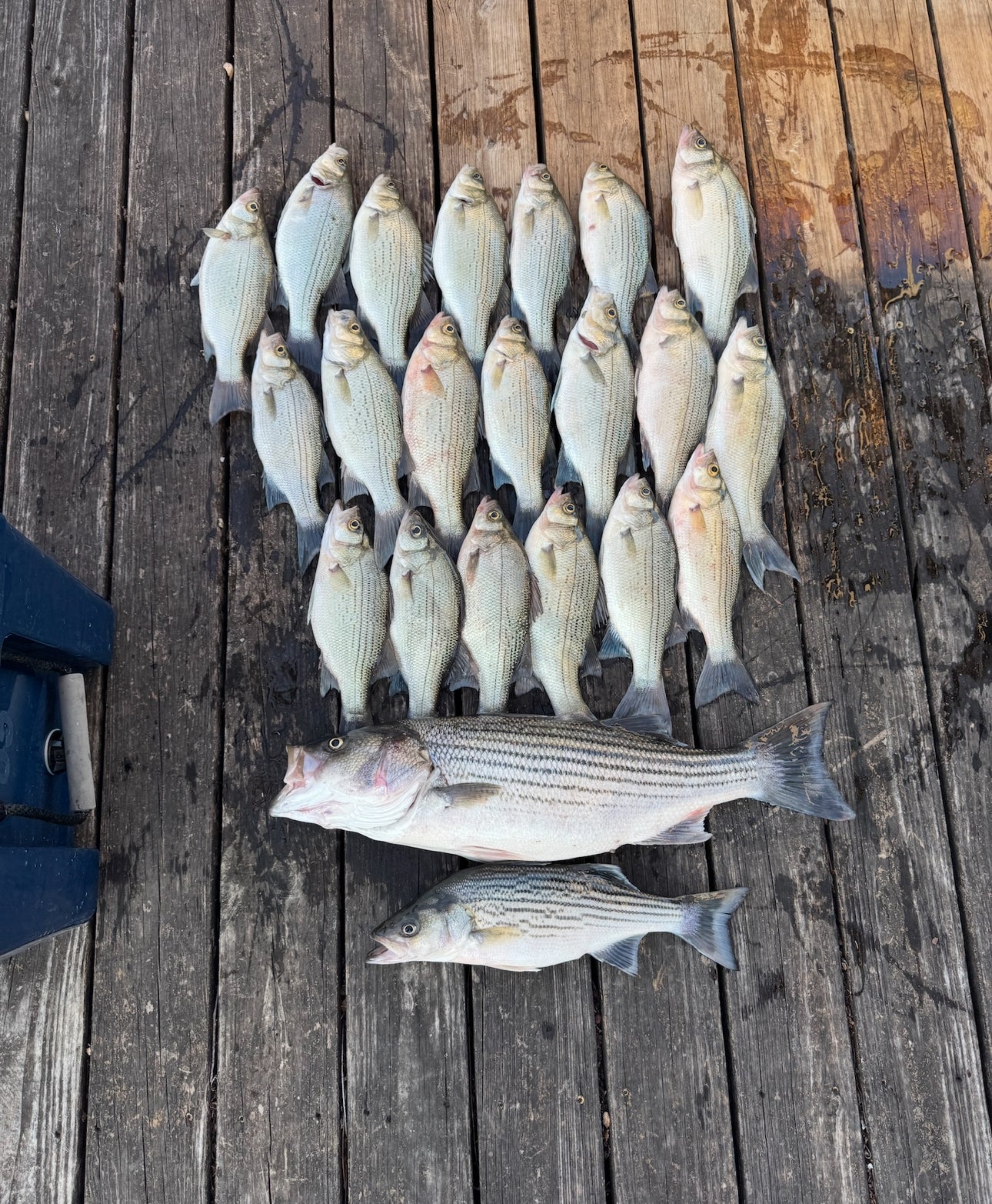 Fishing Trips