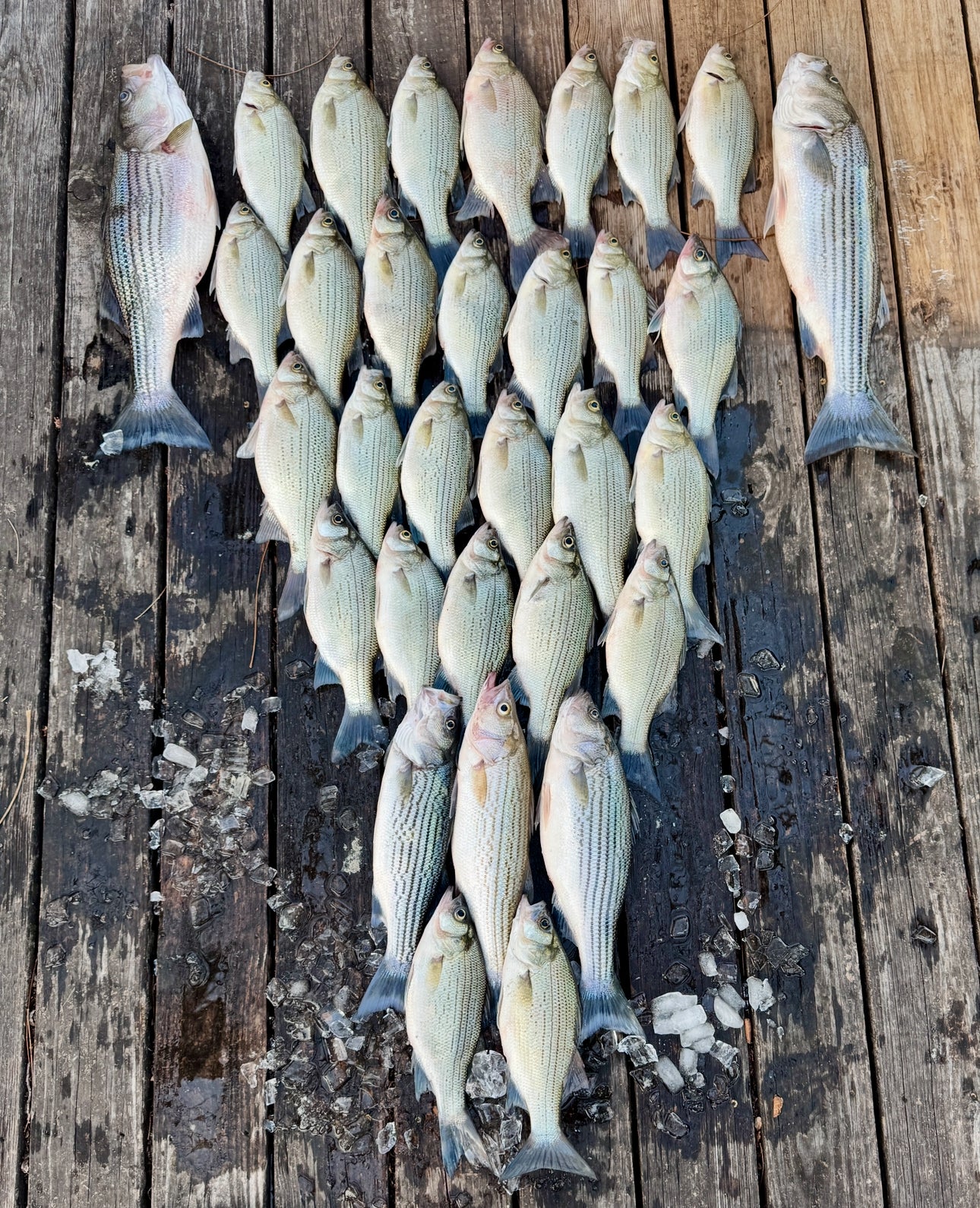 Fishing Trips