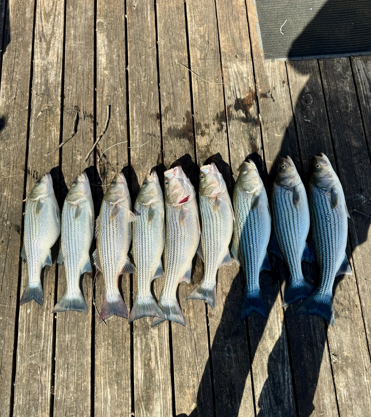 Fishing Trips