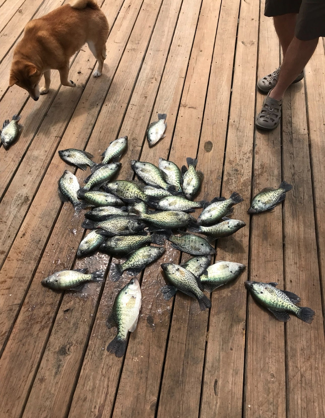 Fishing Trips