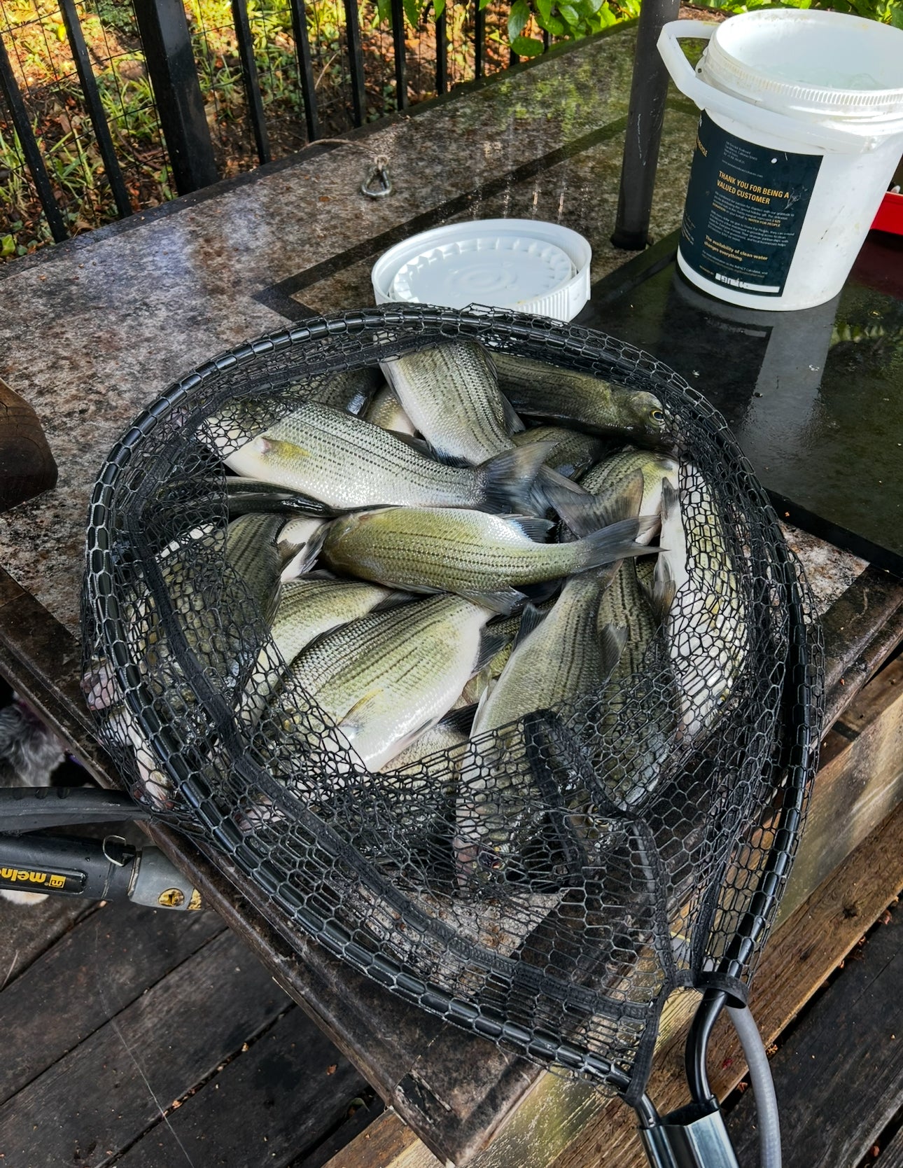 Fishing Trips