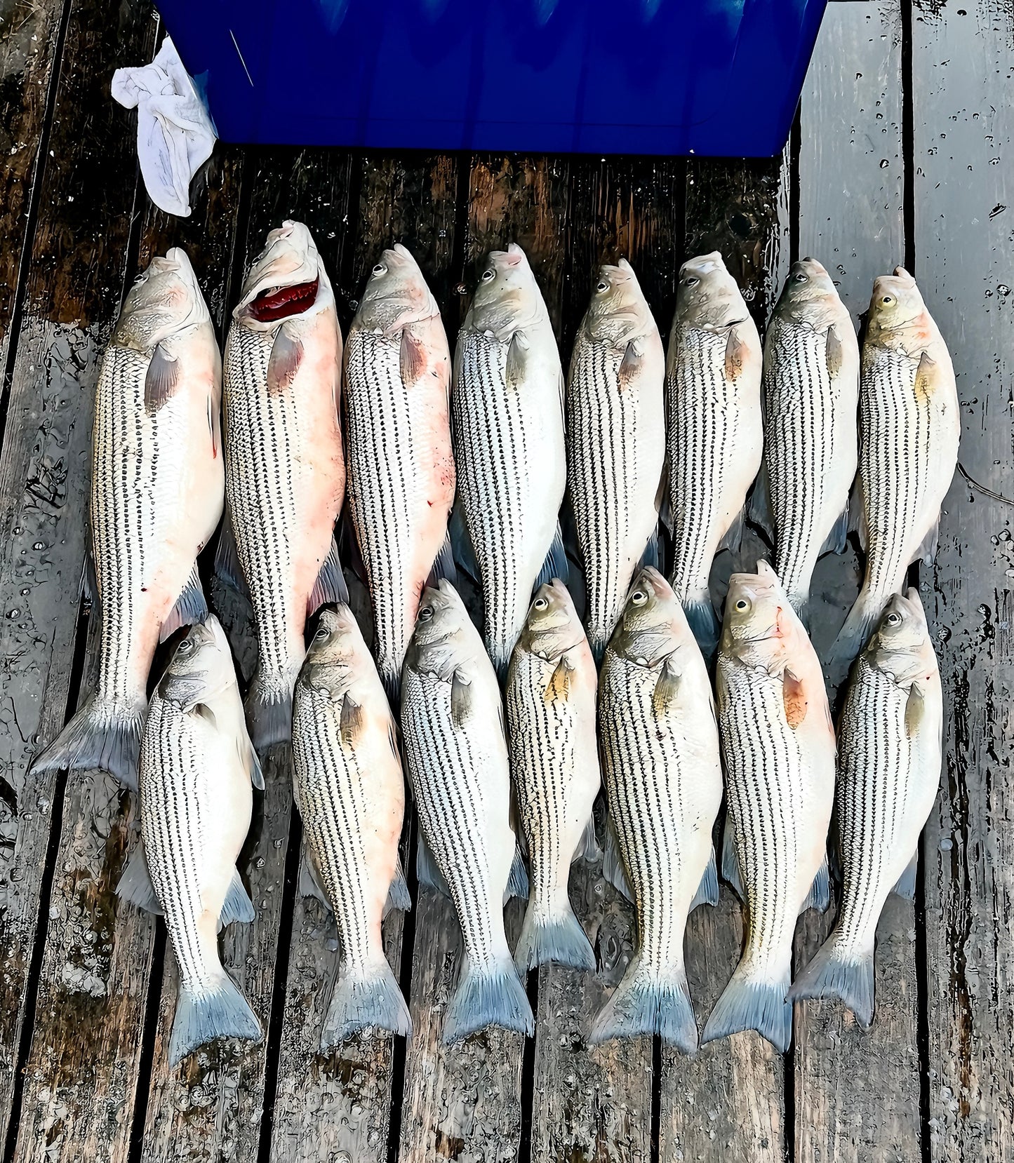 Fishing Trips