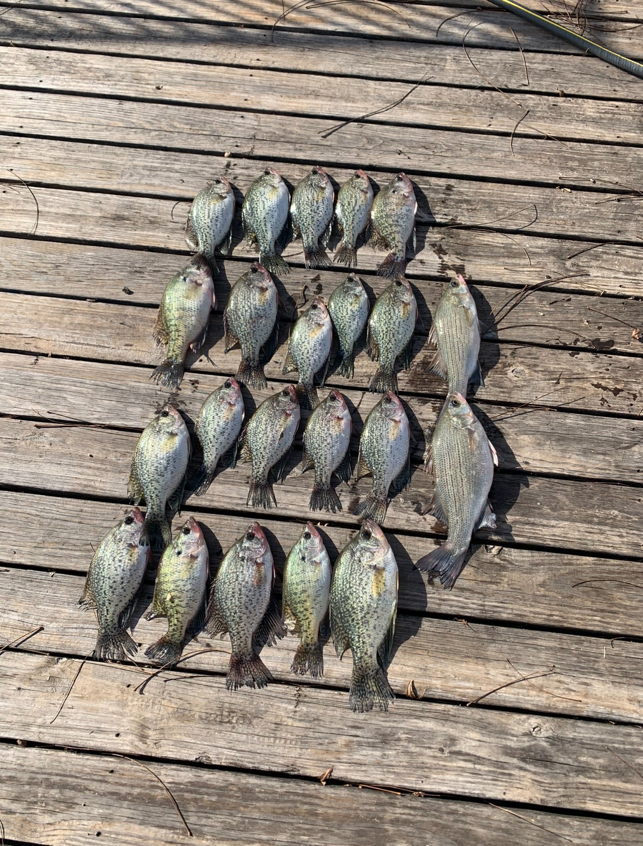 Fishing Trips
