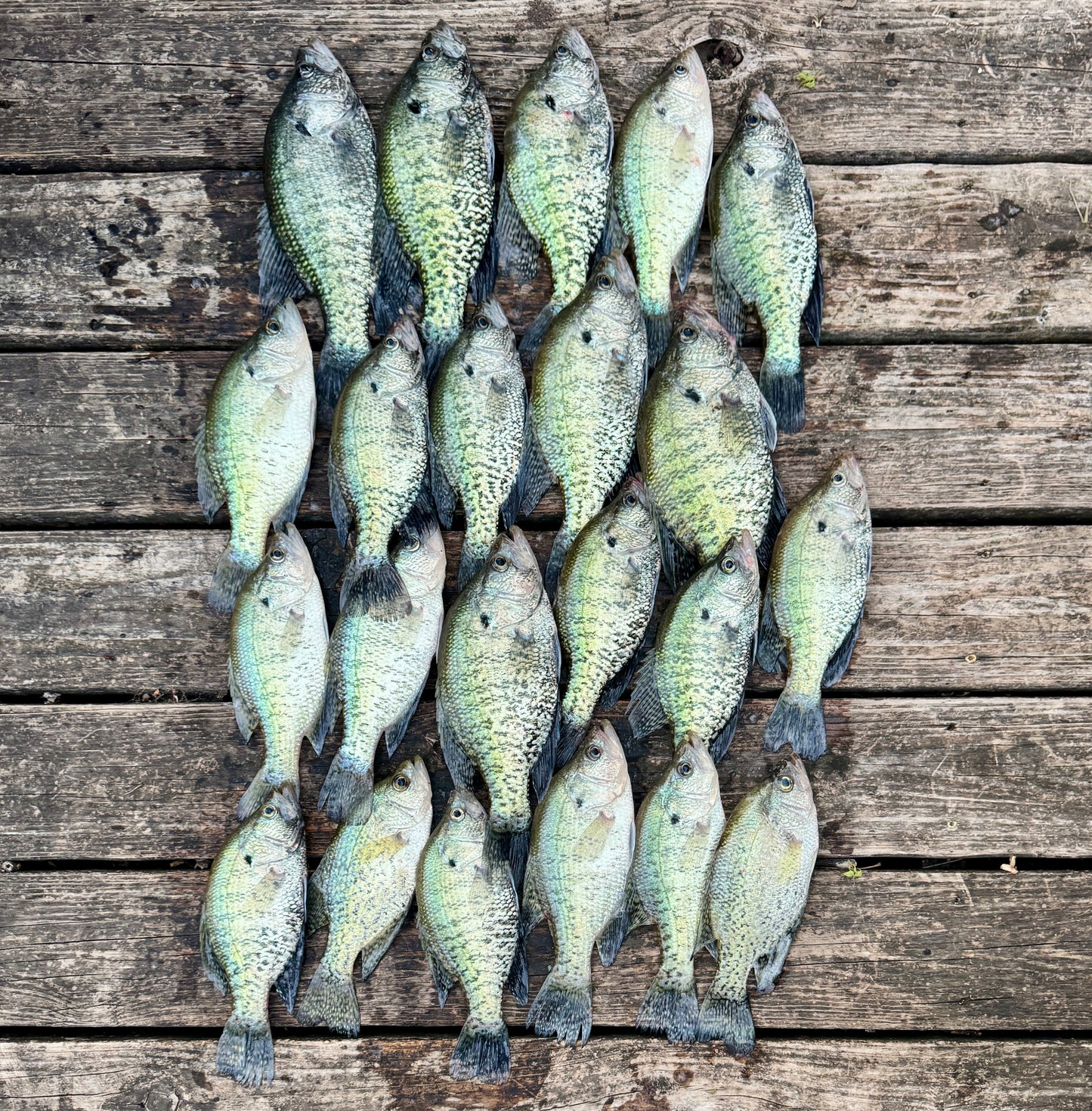 Fishing Trips