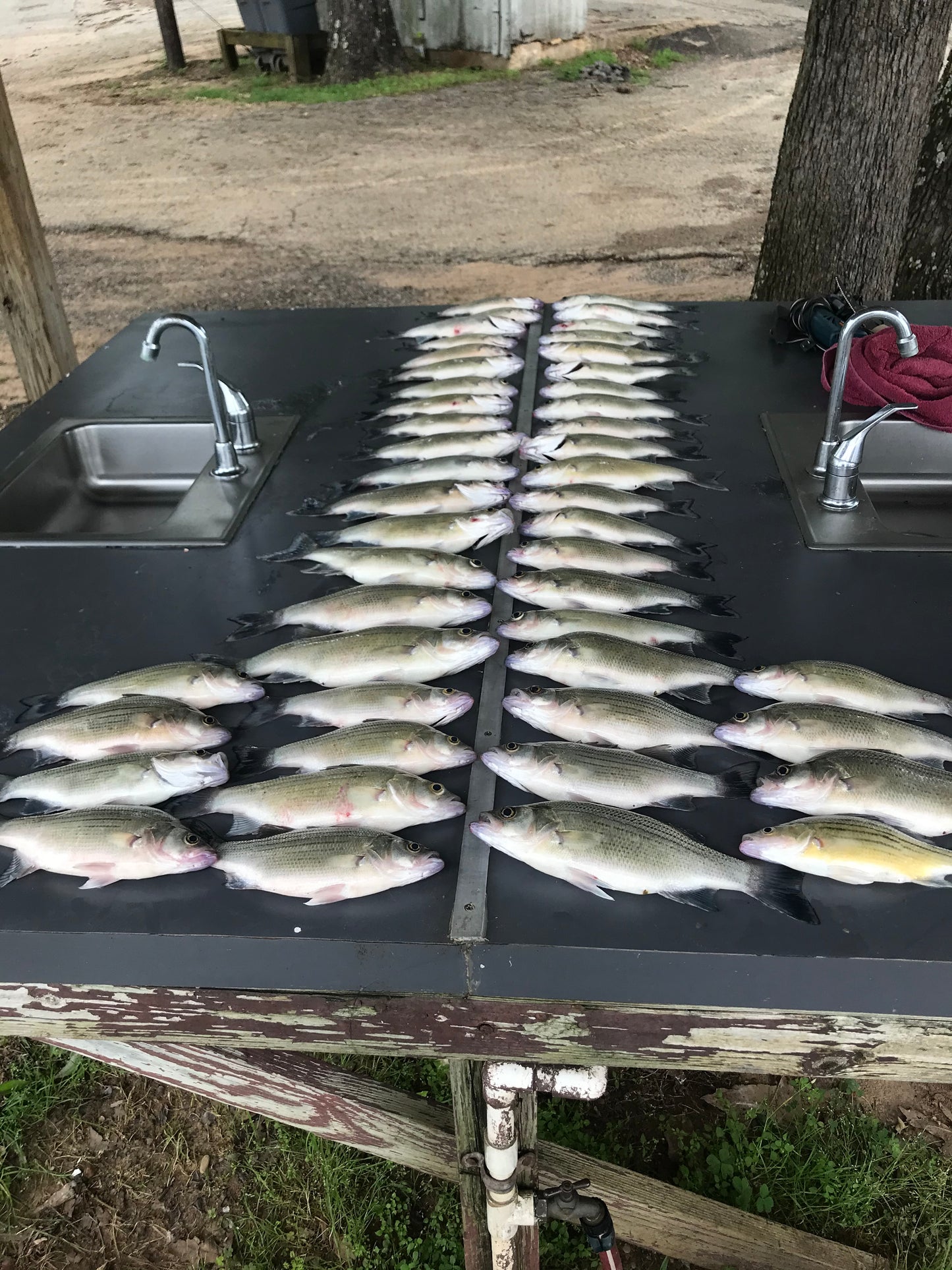 Fishing Trips