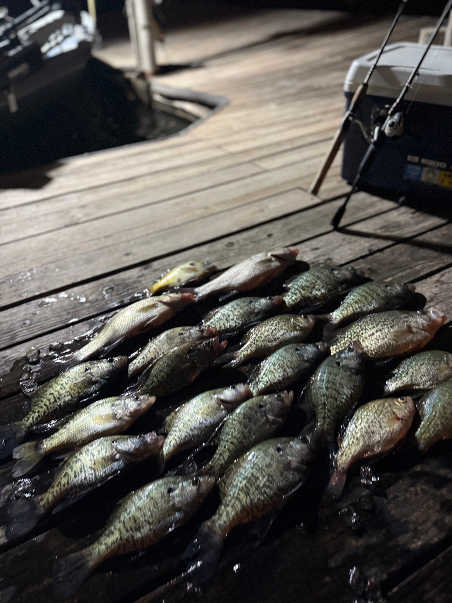 Fishing Trips