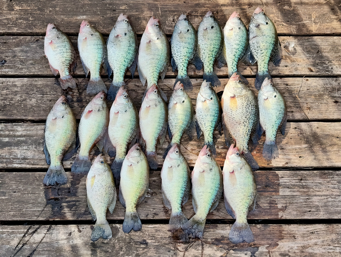 Fishing Trips