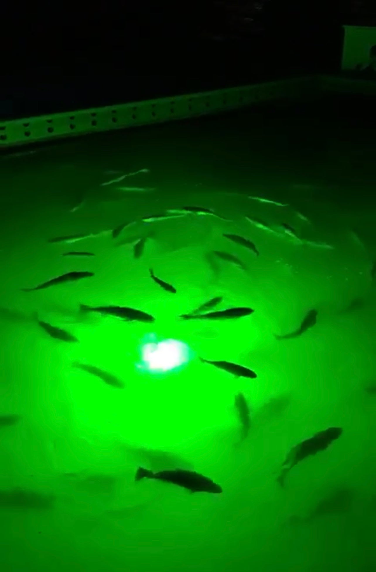 Super Mega Brite Underwater Light System (400 Watts) - Keep Casting Fishing & Outdoors