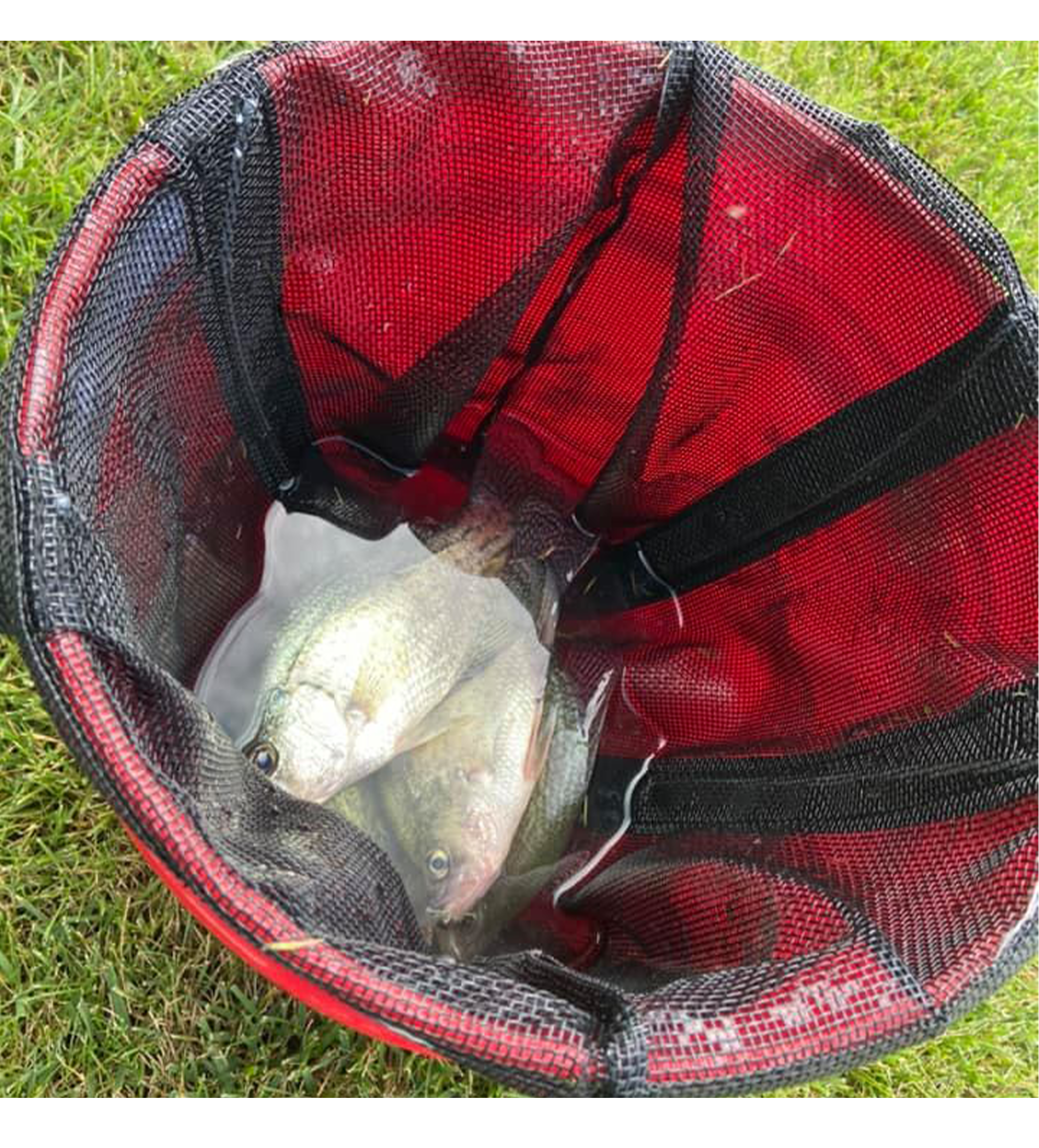 Treasure Chest - Mesh Live Well Bag
