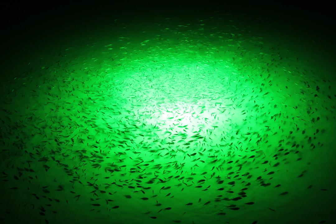 LED Drop Light 1000 (12V) - Keep Casting Fishing & Outdoors